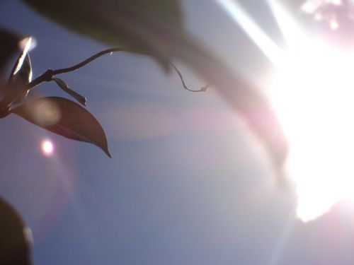 Fotografia de Erica - Galeria Fotografica: Mis Fotos! - Foto: desenfoque