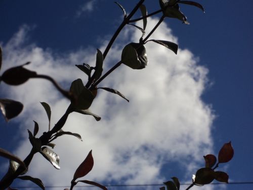 Fotografia de Erica - Galeria Fotografica: Mis Fotos! - Foto: desenfoque