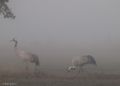 Fotos de robergarci -  Foto: robergarci - Grullas en la niebla