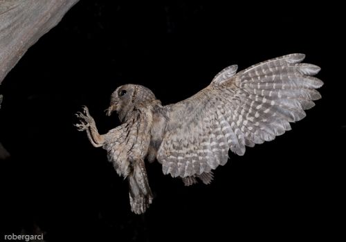 Fotografia de robergarci - Galeria Fotografica: robergarci - Foto: Autillo llegando