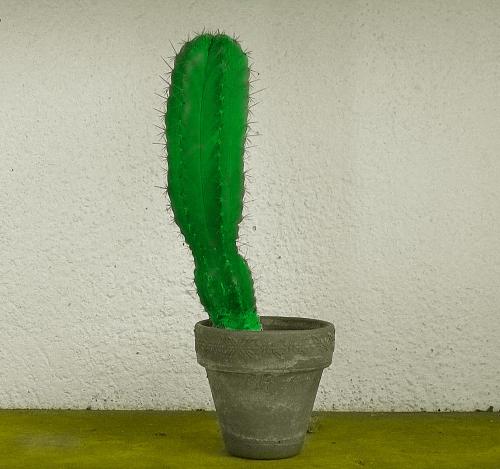 Fotografia de Antonio Marset - Galeria Fotografica: Blanco y negro coloreado - Foto: Cactus coloreado