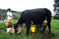 Fotos de jarbert.com -  Foto: Mi colombia - Vaca ordenada