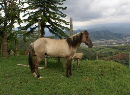 Fotografia de jarbert.com - Galeria Fotografica: Mi colombia - Foto: Caballo en la montana