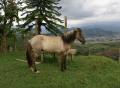 Fotos de jarbert.com -  Foto: Mi colombia - Caballo en la montana