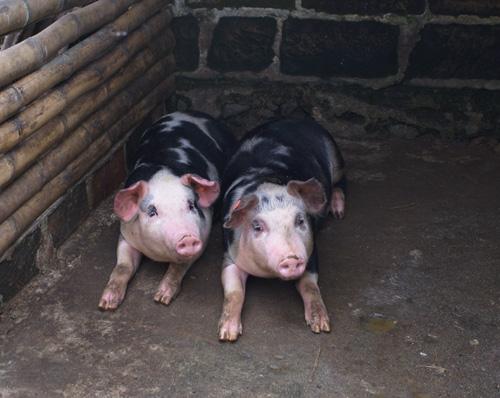 Fotografia de jarbert.com - Galeria Fotografica: Mi colombia - Foto: chanchos