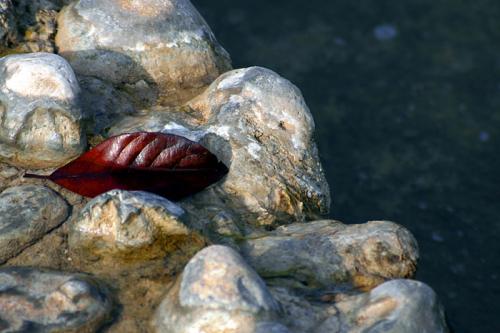 Fotografia de nachoprix - Galeria Fotografica: Varios - Foto: Hoja roja