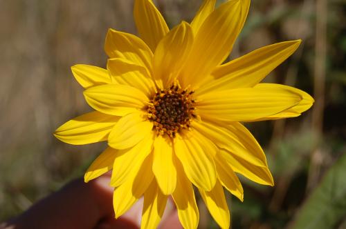 Fotografia de Fran Cubillos - Galeria Fotografica: Flora - Foto: 