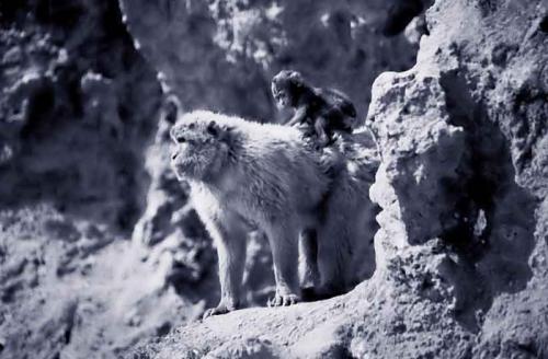 Fotografia de digitalhambra - Galeria Fotografica: Animales B/W - Foto: No sin mi mam