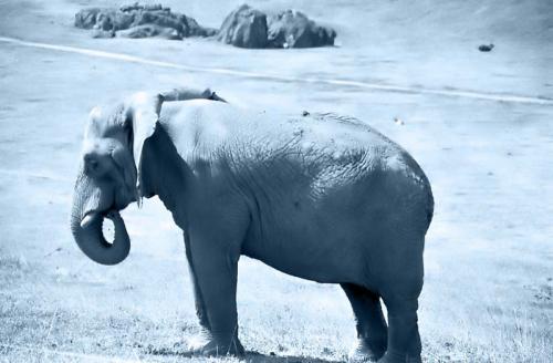 Fotografia de digitalhambra - Galeria Fotografica: Animales B/W - Foto: El verdadero Rey de la Selva