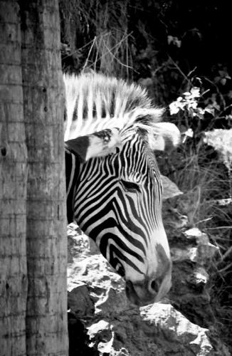 Fotografia de digitalhambra - Galeria Fotografica: Animales B/W - Foto: Paso a la Cebra