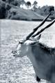Fotos de digitalhambra -  Foto: Animales B/W - Antilope en guardia.