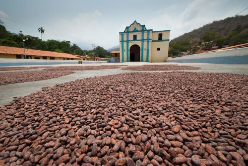 Fotografia de Walter Otto - Galeria Fotografica: CHUAO / VENEZUELA - Foto: 