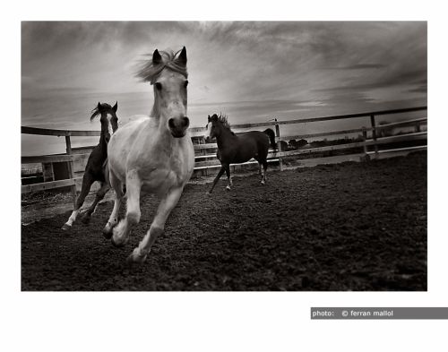 Fotografia de Ferran Mallol - Galeria Fotografica: Report - Foto: 