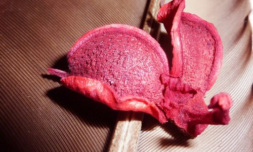 Fotografia de GON - Galeria Fotografica: expuestas - Foto: 