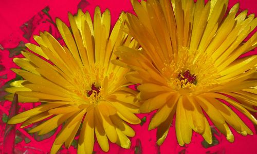 Fotografia de GON - Galeria Fotografica: expuestas - Foto: 