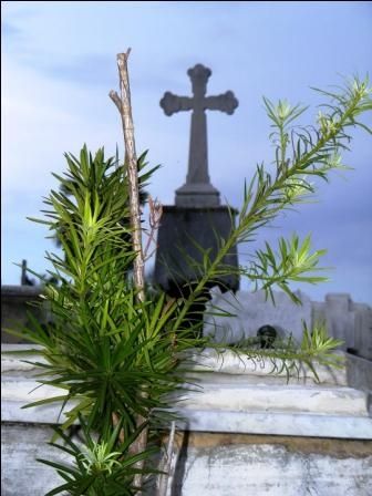 Fotografia de mizZ - Galeria Fotografica: Retrato de la muerte - Foto: Referencias