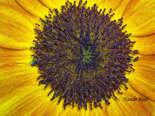 Fotografia de nando - Galeria Fotografica: La grandeza de lo cotidiano - Foto: GIRASOL1