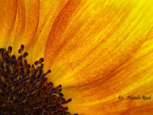 Fotografia de nando - Galeria Fotografica: La grandeza de lo cotidiano - Foto: GIRASOL3