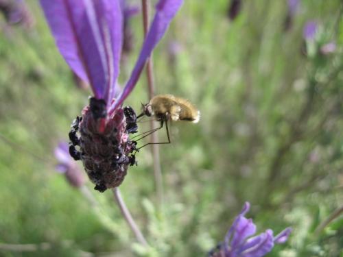 Fotografia de lanas - Galeria Fotografica: mis  animales - Foto: hora de comer