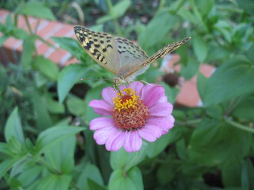 Fotografia de lanas - Galeria Fotografica: mis  animales - Foto: mariposa