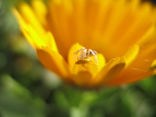 Fotografia de lanas - Galeria Fotografica: mis  animales - Foto: 