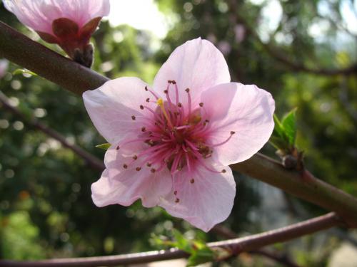 Fotografia de lanas - Galeria Fotografica: flores diversas - Foto: flor de melocoton