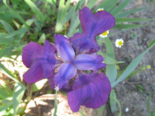 Fotografia de lanas - Galeria Fotografica: flores diversas - Foto: 