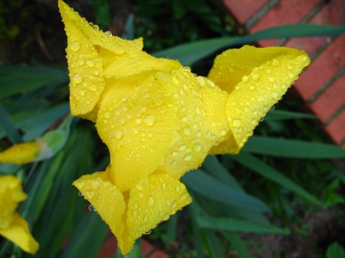 Fotografia de lanas - Galeria Fotografica: flores diversas - Foto: gladiolo amarillo mojado