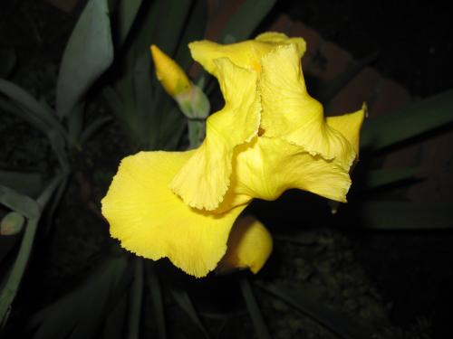 Fotografia de lanas - Galeria Fotografica: flores diversas - Foto: gladiolo amarillo