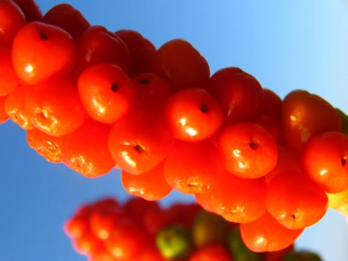 Fotografia de lanas - Galeria Fotografica: flores diversas - Foto: flor roja