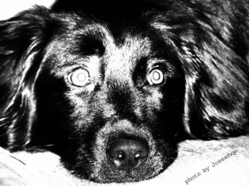 Fotografia de Joseanxp - Galeria Fotografica: Retratos - Foto: Fidelidad