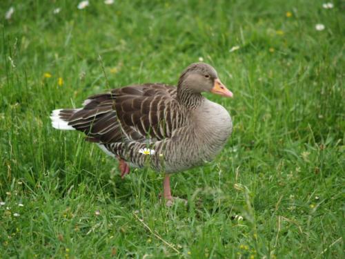 Fotografia de Fotokar - Galeria Fotografica: Animales - Foto: 