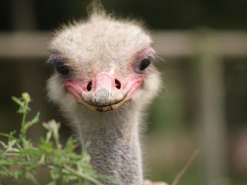 Fotografia de Fotokar - Galeria Fotografica: Animales - Foto: 