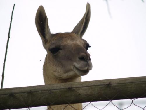 Fotografia de Fotokar - Galeria Fotografica: Animales - Foto: 