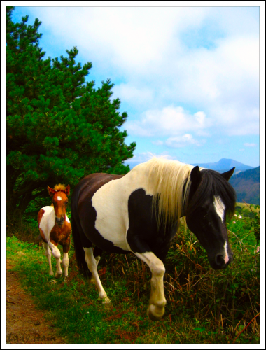 Fotografia de Lady Pain - Galeria Fotografica: Objetos y lugares - Foto: Horses of a Dream