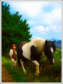 Fotos de Lady Pain -  Foto: Objetos y lugares - Horses of a Dream