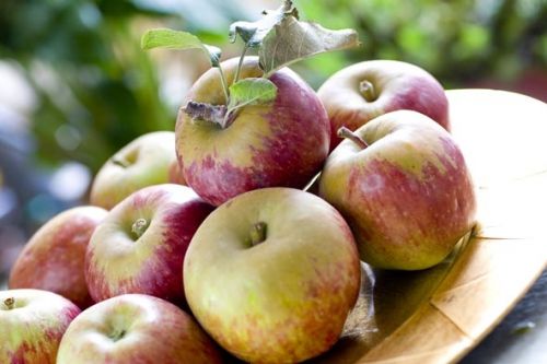 Fotografia de Grace Cifuentes - Galeria Fotografica: TALLER DE INICIACION A LA FOTOGRAFIA GASTRONOMICA - Foto: Mi jardin 1