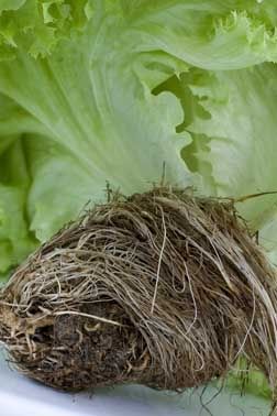 Fotografia de Grace Cifuentes - Galeria Fotografica: TALLER DE INICIACION A LA FOTOGRAFIA GASTRONOMICA - Foto: Organic Lettuce