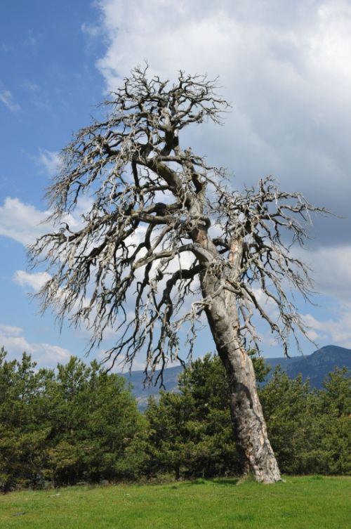 Fotografia de Serman - Galeria Fotografica: Arboles - Foto: Arbol4