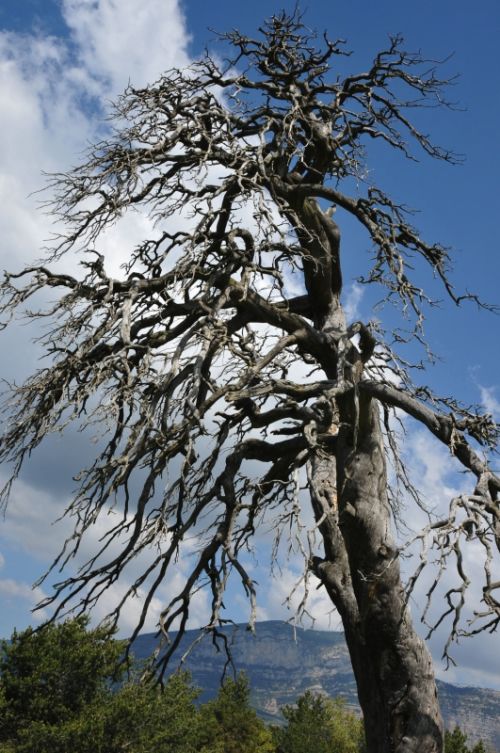 Fotografia de Serman - Galeria Fotografica: Arboles - Foto: Arbol5