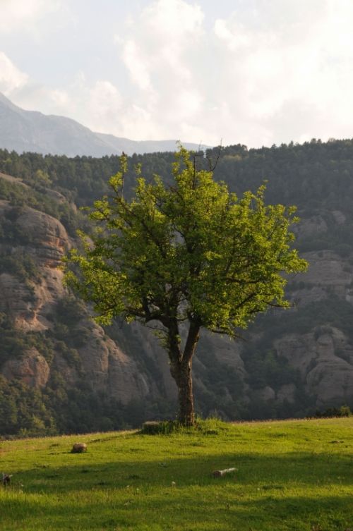 Fotografia de Serman - Galeria Fotografica: Arboles - Foto: arbol7