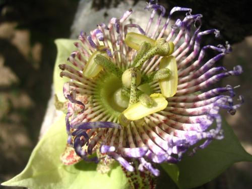 Fotografia de tibisay - Galeria Fotografica: flor bosque tropical - Foto: flor del Bosque tropical