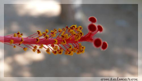 Fotografia de omsalmeron - Galeria Fotografica: Macros de flores - Foto: Hibiscus