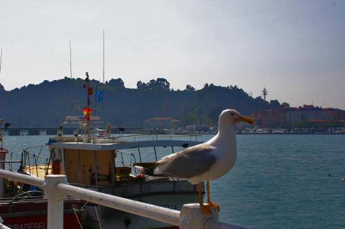 Fotografia de Valc�rcel - Galeria Fotografica: Gaviota - Foto: 