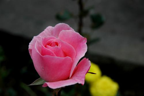 Fotografia de gelostone - Galeria Fotografica: FLORES - Foto: ROSA