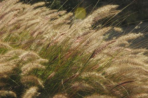 Fotografia de gelostone - Galeria Fotografica: FLORES - Foto: BRISA