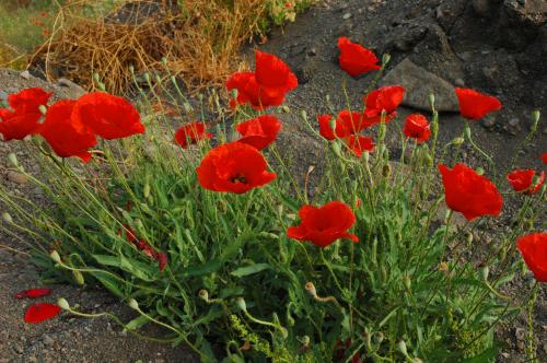 Fotografia de gelostone - Galeria Fotografica: FLORES - Foto: AMAPOLAS