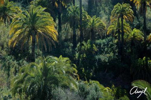 Fotografia de gelostone - Galeria Fotografica: PAISAJES - Foto: BOSQUE DE PALMERAS