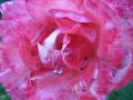 Foto de  berny - Galería: rosas - Fotografía: rosa 1