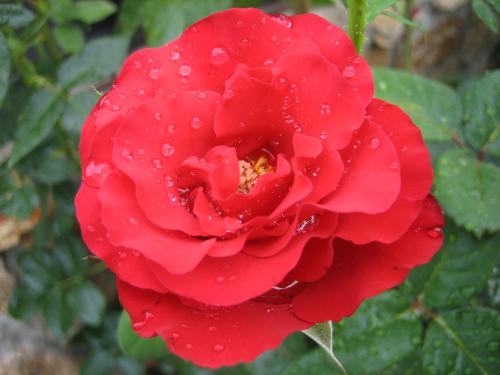 Fotografia de berny - Galeria Fotografica: rosas - Foto: rosa roja